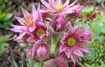 Sempervivum 'Jubilee'