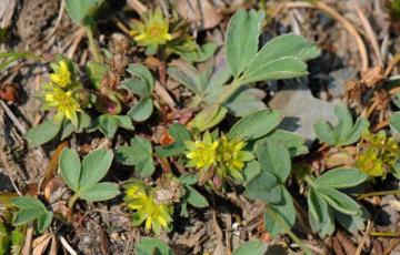 Sibbaldia procumbens