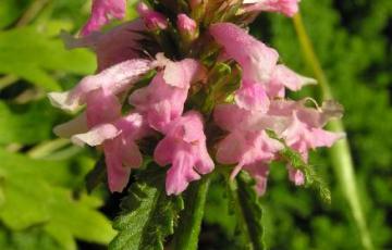 Stachys monnieri