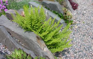 Woodsia ilvensis