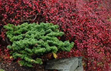 Abies balsamea 'Nana'