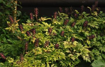 Actaea asiatica