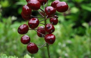 Actaea rubra