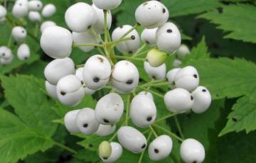 Actaea rubra var. neglecta