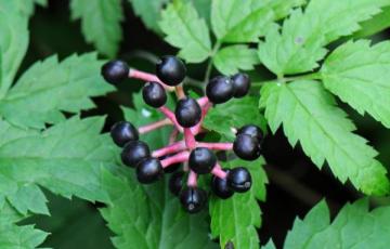 Actaea spicata