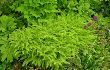 Adiantum aleuticum, photo by Todd Boland