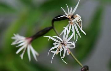 Ainsliaea acerifolia