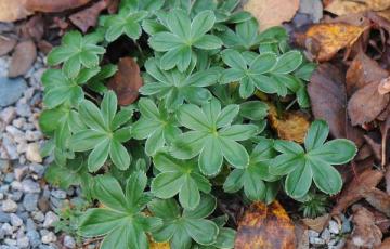 Alchemilla alpina