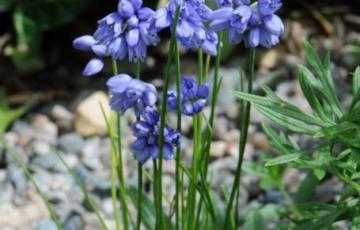 Allium sikkimense; photo by Todd Boland