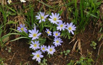 Anemone caucasica