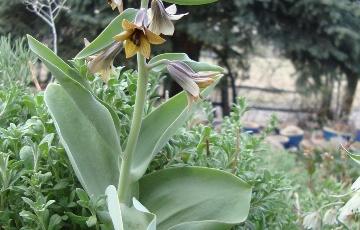 Fritillaria sewerzowii