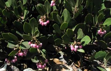 Arctostaphyllos 'Arroyo Cascade'