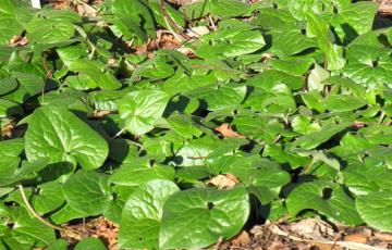 Asarum europaeum, photo by Todd Boland