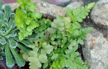 Asplenium adiantum-nigrum