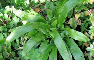 Asplenium scolopendrium