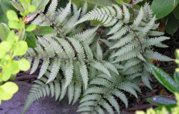 Athyrium 'Branford Beauty'