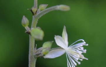 Beesia calthifolia