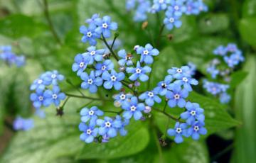 Brunnera macrophyllum flowers, photo by Todd Boland