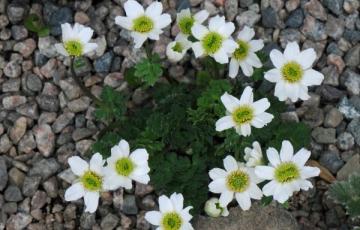 Callianthmum coriandrifolium