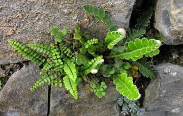 Asplenium ceterach; photo by Todd Boland