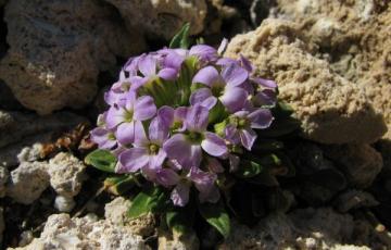 Cheiranthus roseus