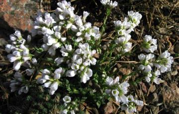 Coluteocarpus vesicaria