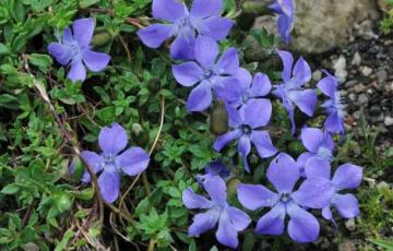 Cyananthus lobatus