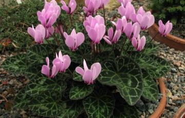 Cyclamen graecum