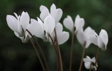 Cyclamen intaminatum