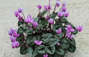 Cyclamen pseudibericum