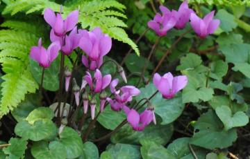 Cyclamen purpurascens