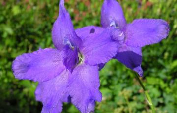 Delphinium pachycentrum: photo by Todd Boland