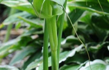 Arisaema consanguineum; photo by Todd Boland