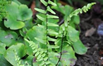 Asplenium platyneuron; photo by Todd Boland