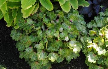 Mukdenia rossii 'Starstream'