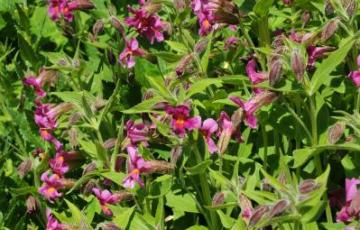 Mimulus lewisii