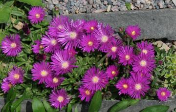 Delosperma 'John Proffitt'