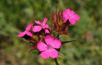 Dianthus cruentus