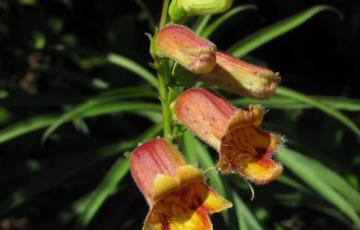 Digitalis obscura