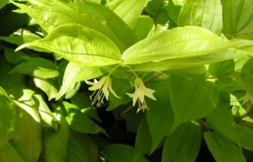 Prosartes hookeri