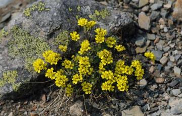 Draba incerta