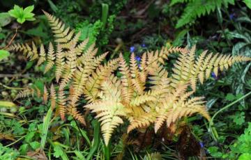 Dryopteris erythrosora