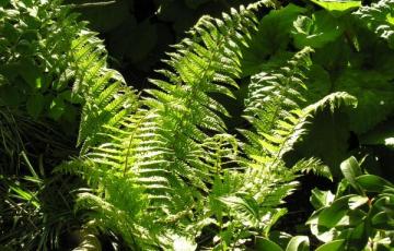 Dryopteris goldiana