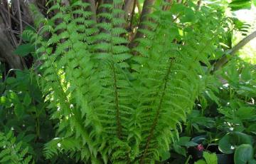 Dryopteris lacera