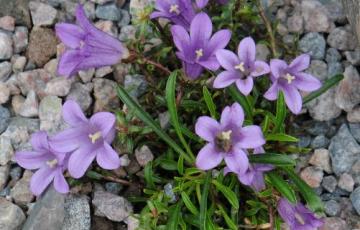 Edraianthus serpyllifolius