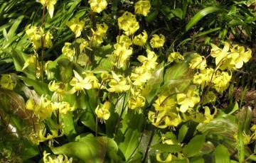 Erythronium 'Pagoda'