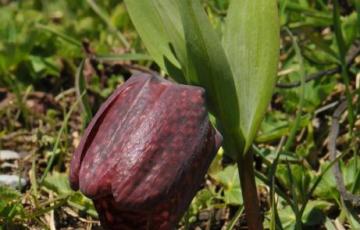 Fritillaria latifolia, in the wilds of the Greater Caucasus