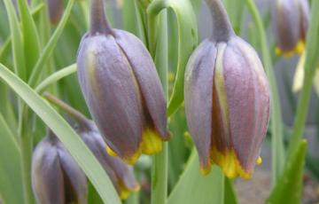 is actually Fritillaria uva-vulpis