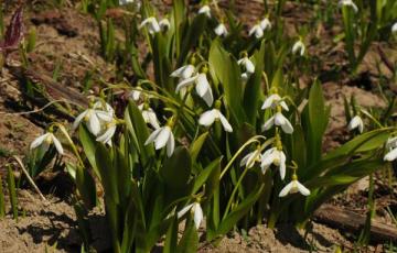 Galanthus platyphyllus