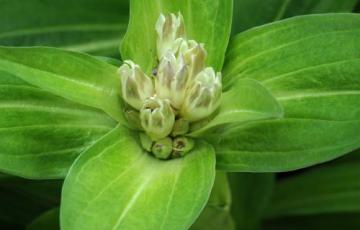 Gentiana tibetica; photo by Todd Boland